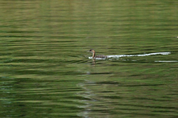 Little grebe