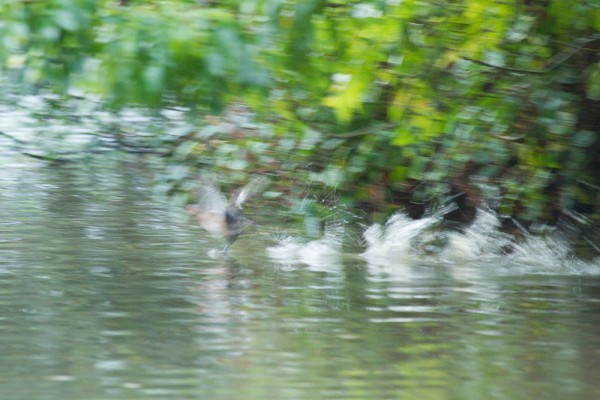 Little grebe