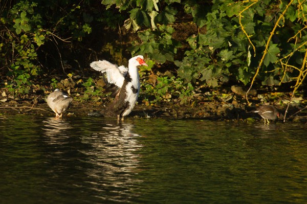 Muscovy Ducks