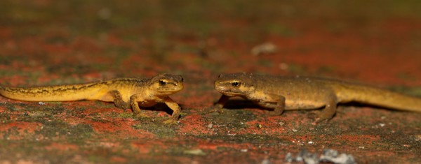 Smooth newt