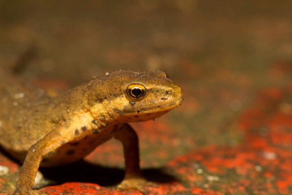 Smooth newt