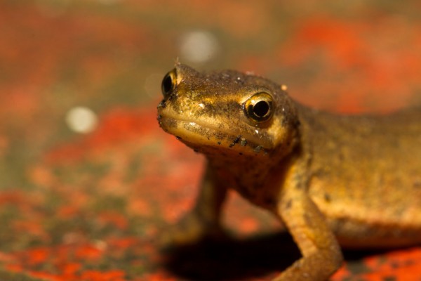 Smooth newt