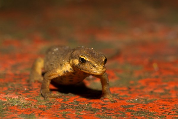 Smooth newt