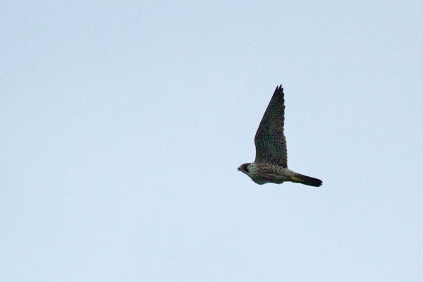Peregrine falcon