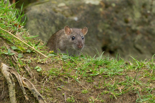 Rats