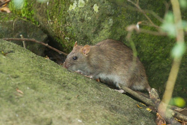 Rats