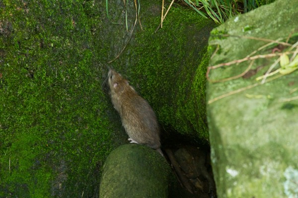 Rat on a tree root
