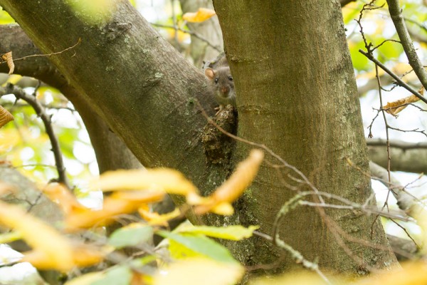 rat in tree