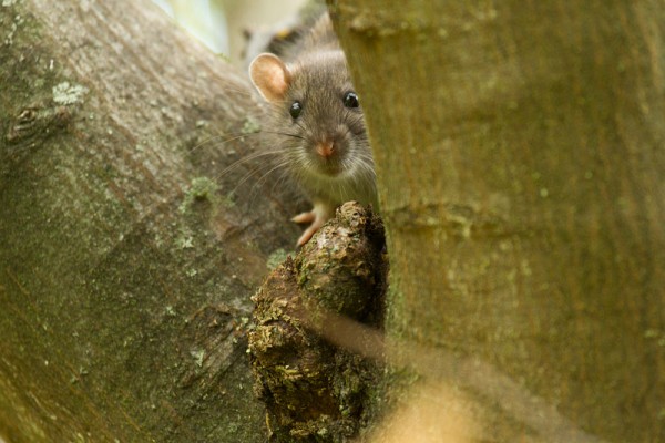 rat in tree
