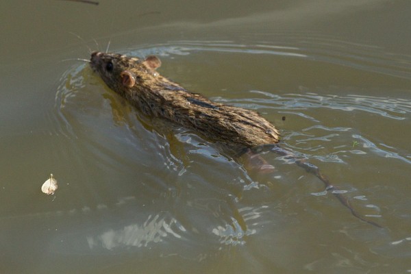 rat swimming