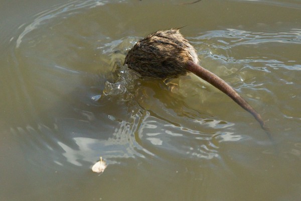 rat diving under water