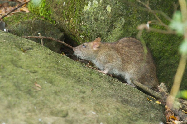 Rats