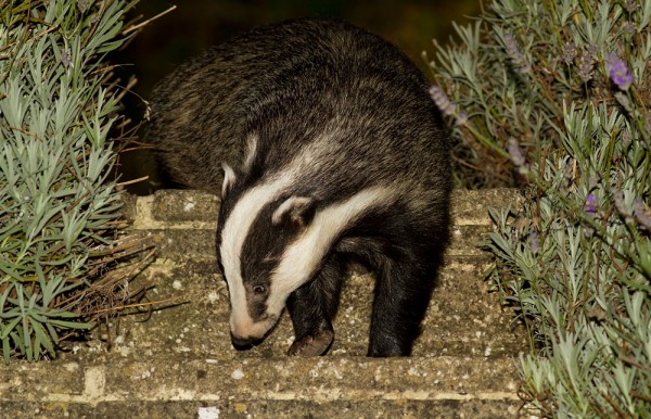 Badger