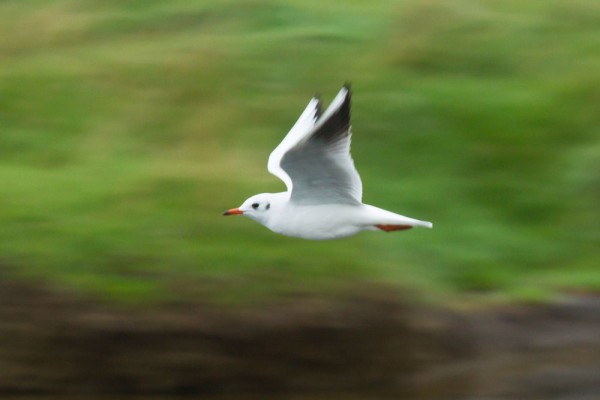 Black-headed gull