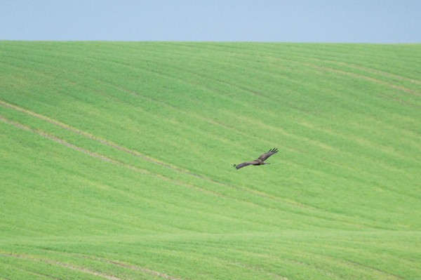 Buzzard