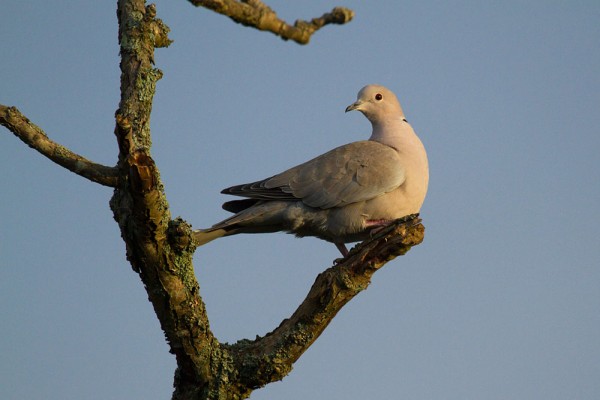collared dove
