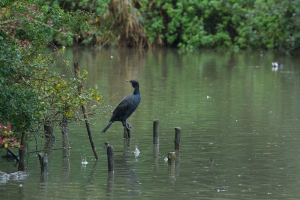 Cormorant
