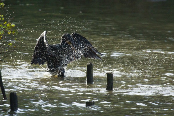 A cormorant makes a splash