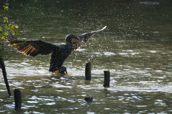 A cormorant makes a splash