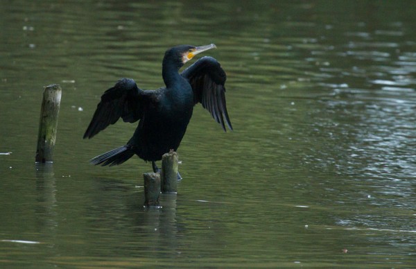 Cormorant