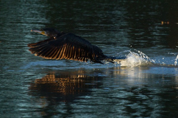 Cormorant