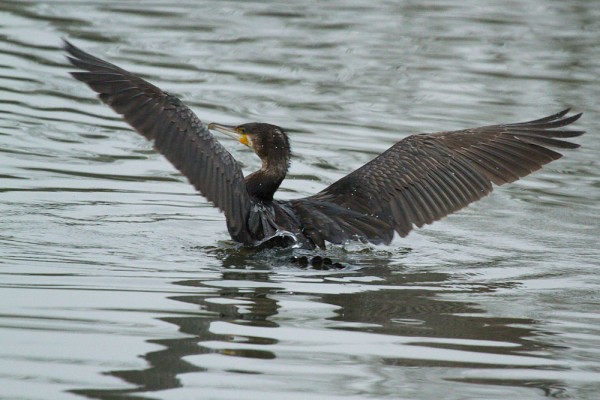 Cormorant at Falmer Pond