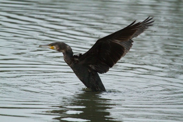 Cormorant at Falmer Pond