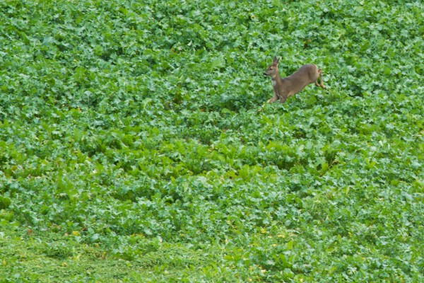 Roe deer and sheep on the South Downs