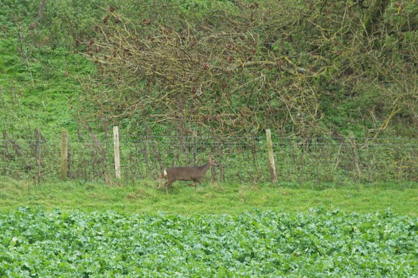 Roe deer and sheep on the South Downs