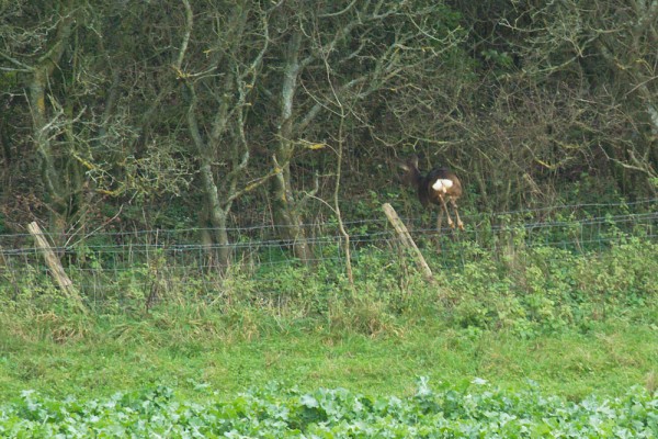 Roe deer on the South Downs