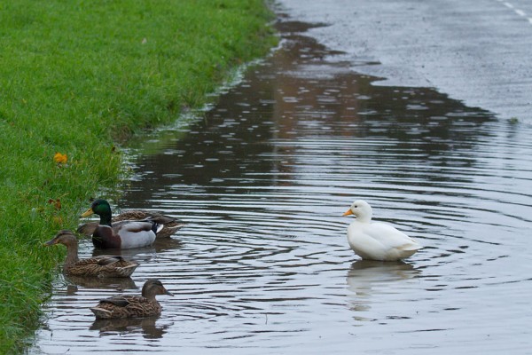 Ducks at the edge of a flooded road