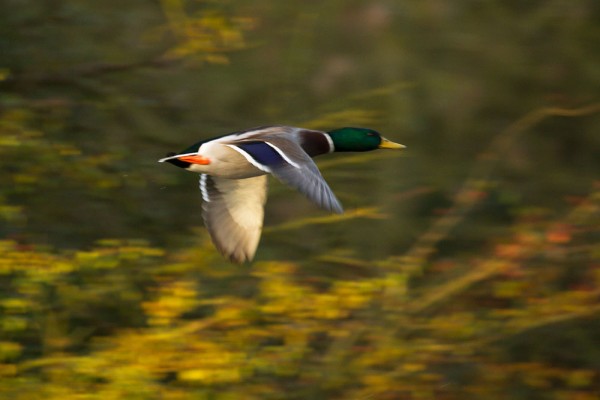 Duck in flight