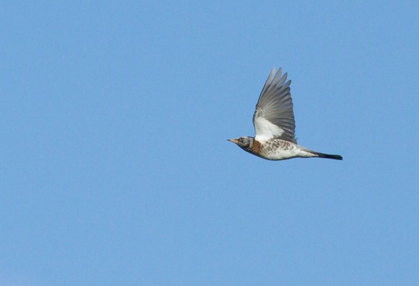 Fieldfare
