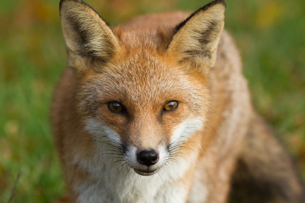 fox