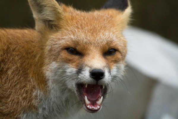 fox