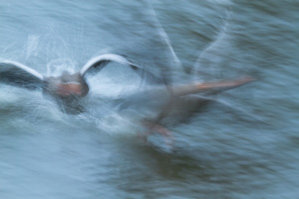 Greylag Geese