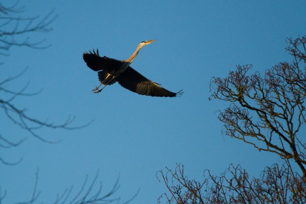 Heron landing on a tree