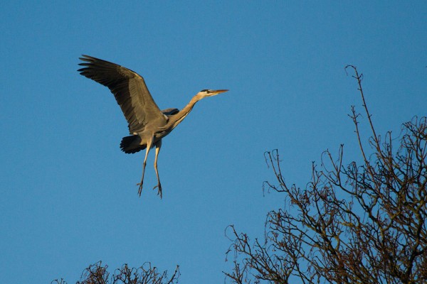 Heron landing on a tree