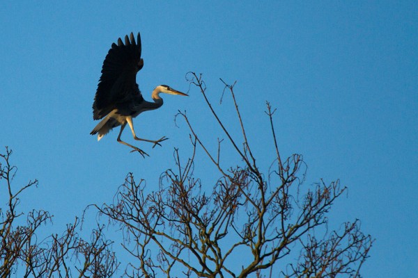 Heron landing on a tree