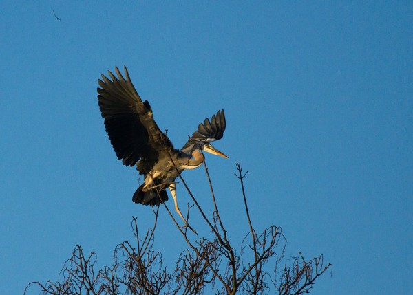 Heron landing on a tree