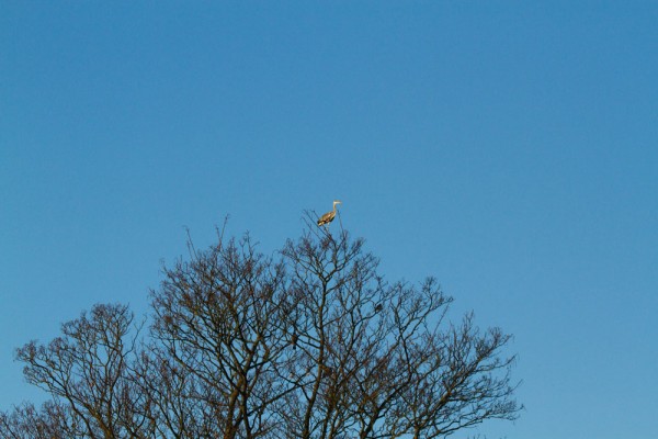 Heron landing on a tree