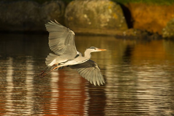 heron