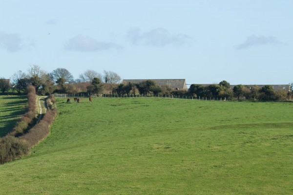 horses and fox