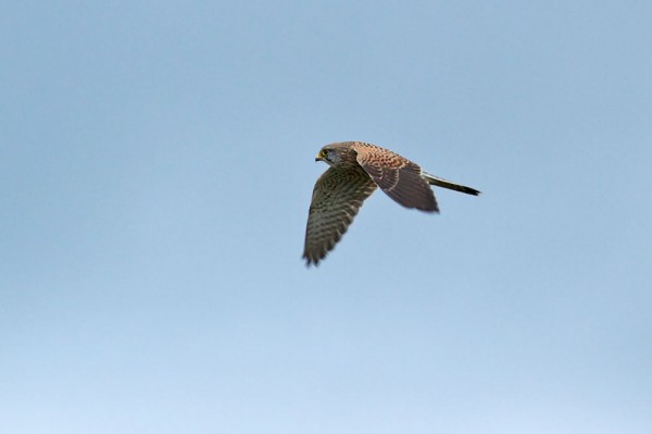 Kestrel