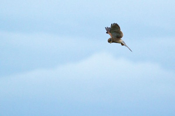 Kestrel