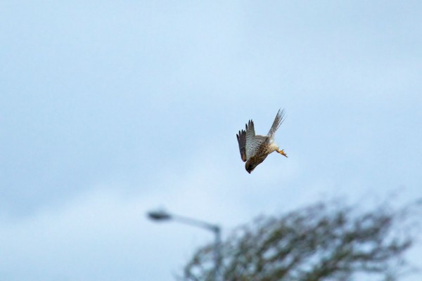 Kestrel