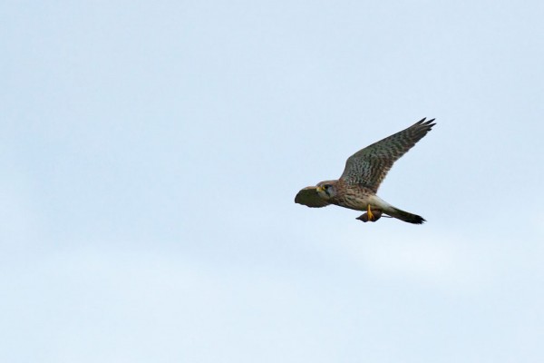 Kestrel