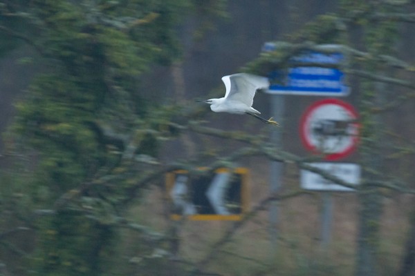 Little egret and traffic signs