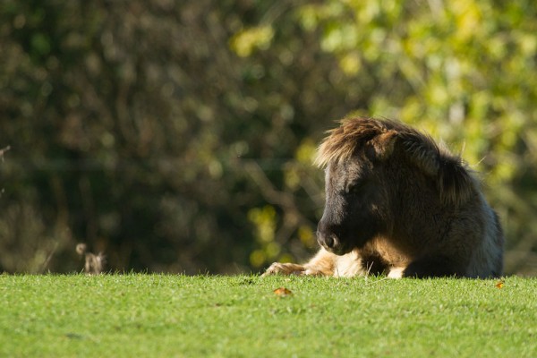pony