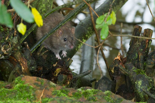 Rat